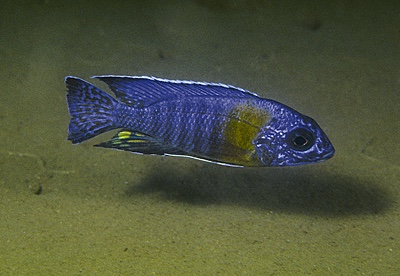 Aulonocara stuartgranti 'Chitimba Bay (Shallow)'